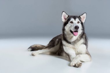 Alaskan Malamute yerde, dilini gri arka plan üzerine yapışmasını
