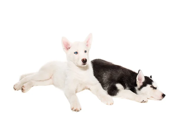Lindo perrito husky aislado sobre fondo blanco —  Fotos de Stock