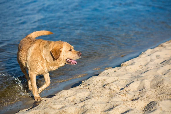 Labrador retriever dog on beach Royalty Free Stock Images