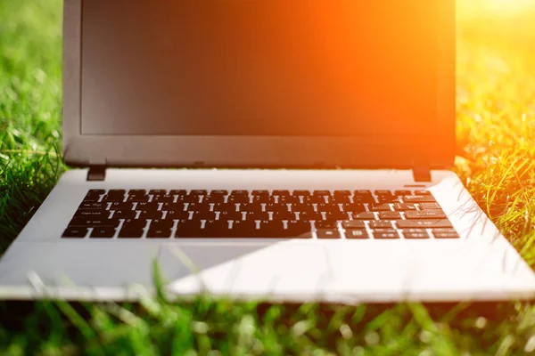 boş ekranda yeşil çim ile dizüstü bilgisayar