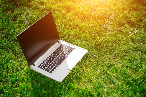 boş ekranda yeşil çim ile dizüstü bilgisayar