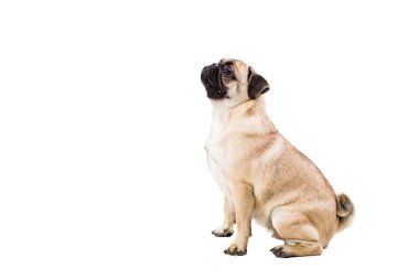 pug dog beyaz arkaplanda izole
