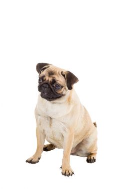 pug dog beyaz arkaplanda izole