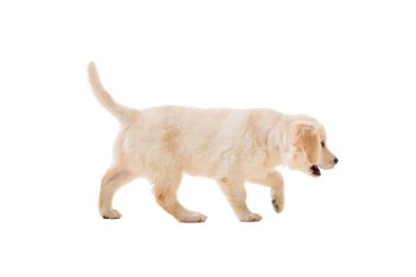 Beyaz bir arka plan üzerinde köpek yavrusu golden retriever