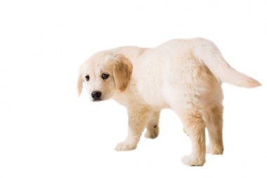 yavru golden retriever izole beyaz bir arka plan üzerinde