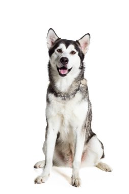 Alaskan Malamute beyaz arka plan önünde oturan