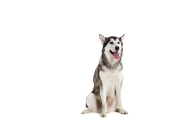 Alaskan Malamute beyaz arka plan önünde oturan