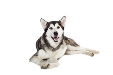 Alaskan Malamute beyaz arka plan önünde oturan