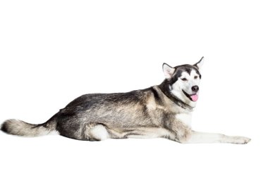 Alaskan Malamute beyaz arka plan önünde oturan