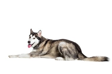 Alaskan Malamute beyaz arka plan önünde oturan