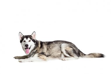 Alaskan Malamute beyaz arka plan önünde oturan