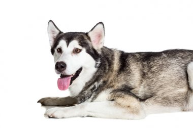 Alaskan Malamute beyaz arka plan önünde oturan