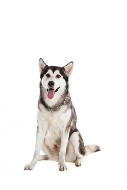Alaskan Malamute, oturma ve kameraya bakarak beyaz izole dilini