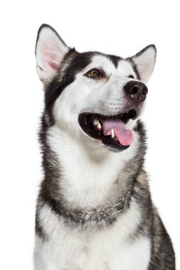 Portre Alaskan Malamute, üzerinde beyaz izole. Yakın çekim