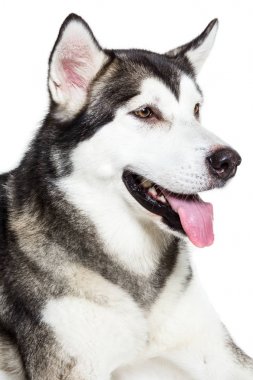 Portre Alaskan Malamute, üzerinde beyaz izole. Yakın çekim