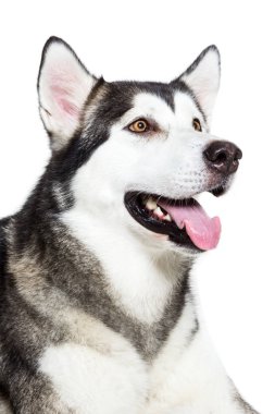 Portre Alaskan Malamute, üzerinde beyaz izole. Yakın çekim