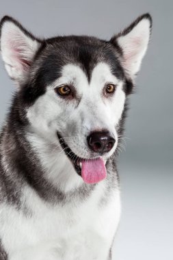Siberian dış yapraklar gri arka plan üzerinde portresi