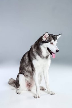 Alaskan Malamute katta oturan dilini gri arka plan üzerine yapışmasını