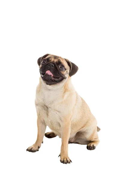 Pug dog isolated on white background — Stock Photo, Image