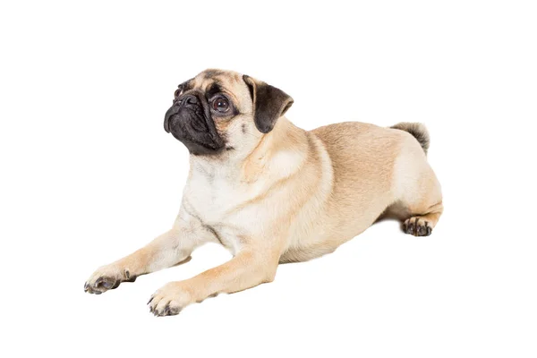 Pug hond geïsoleerd op witte achtergrond — Stockfoto