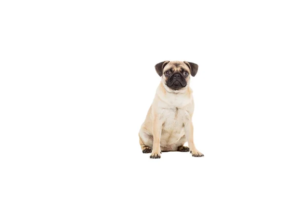 Mopsz kutya elszigetelt fehér háttér — Stock Fotó