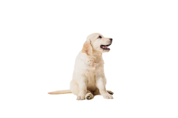 Filhote de cachorro golden retriever em um fundo branco — Fotografia de Stock