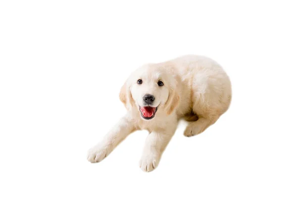 Cachorro golden retriever em um fundo branco isolado — Fotografia de Stock