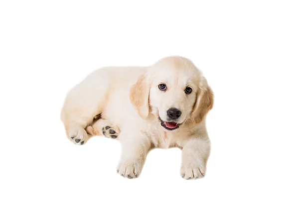 Cucciolo golden retriever su sfondo bianco isolato — Foto Stock