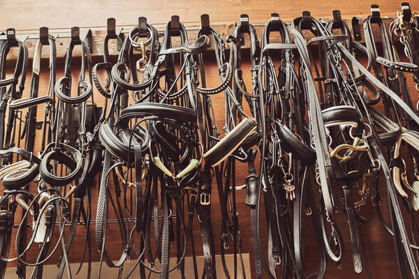 Leather horse bridles and bits hanging on wall of stable with one missing