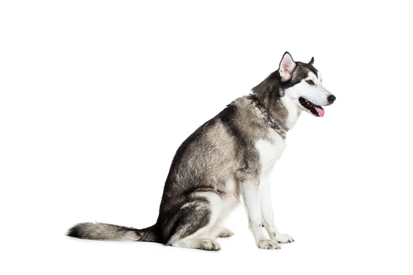 Alaskan Malamute sittande i sidled, isolerade på vit — Stockfoto