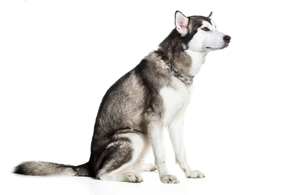 Alaskan Malamute sittande i sidled, isolerade på vit — Stockfoto