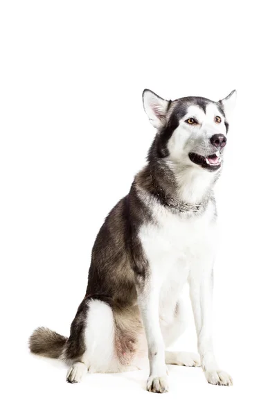 Alaskan Malamute zit achter de camera, geïsoleerd op wit — Stockfoto