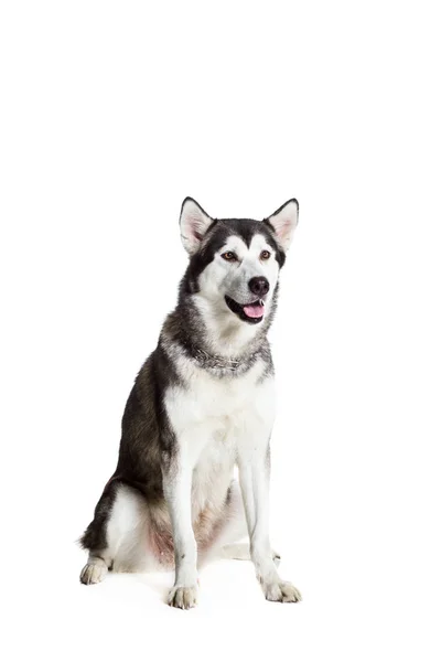 Alaskan Malamute sitting in front of the camera, isolated on white — Stock Photo, Image