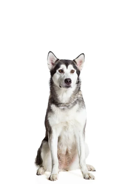 Alaskan malamute sitzt isoliert auf weiß vor der Kamera — Stockfoto