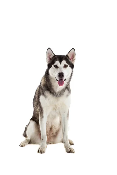 Alaska Malamute sentado frente al fondo blanco —  Fotos de Stock