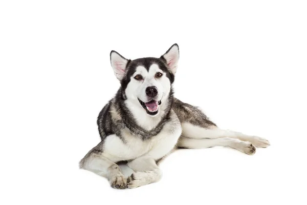 坐在白色背景前的阿拉斯加雪橇犬 — 图库照片