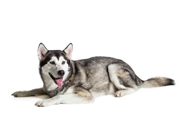 Alaskan Malamute sitting in front of white background — Stock Photo, Image