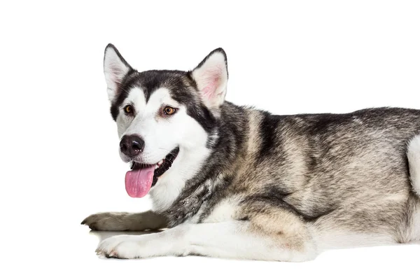 Alaskan Malamute beyaz arka plan önünde oturan