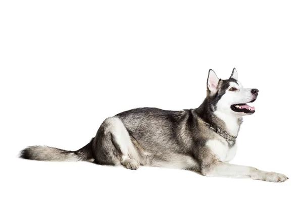 Alaskan Malamute sdraiato sul pavimento, tirando fuori la lingua, isolato su bianco — Foto Stock