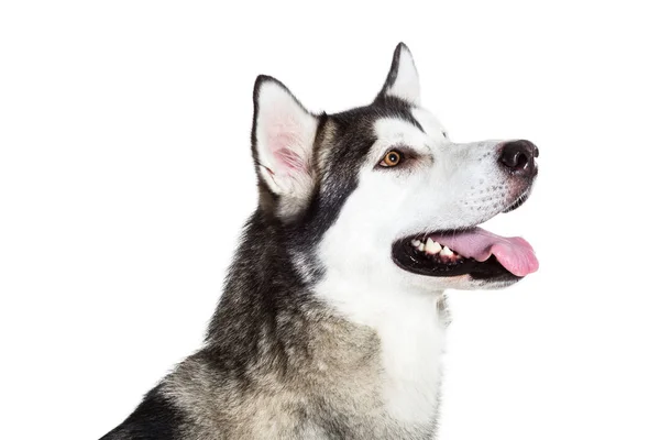 肖像阿拉斯加雪橇犬，白色衬底上分离。特写 — 图库照片
