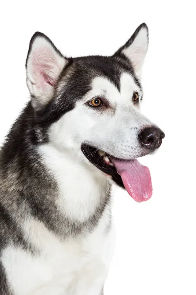 肖像阿拉斯加雪橇犬，白色衬底上分离。特写 — 图库照片