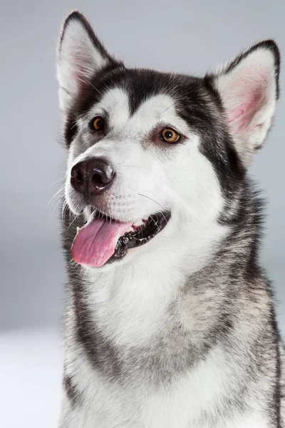 Retrato de husky siberiano em fundo cinza — Fotografia de Stock