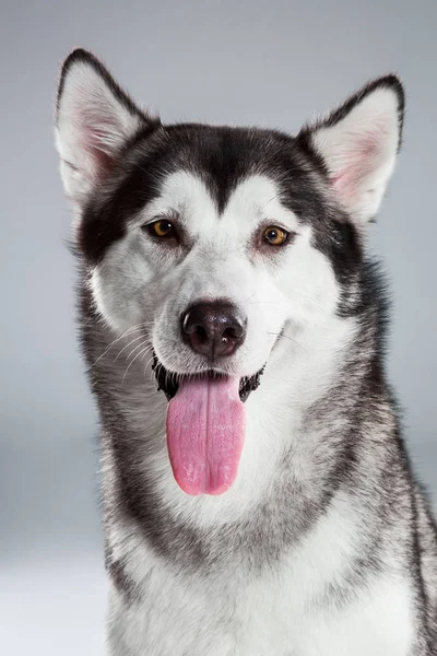 Retrato de husky siberiano em fundo cinza — Fotografia de Stock