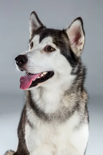 Retrato de husky siberiano sobre fondo gris —  Fotos de Stock