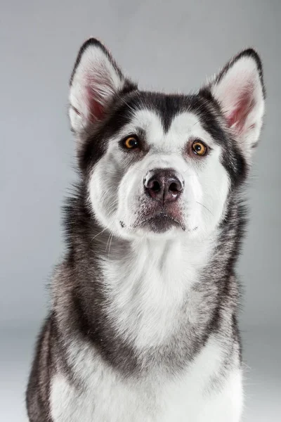 Retrato de husky siberiano sobre fondo gris —  Fotos de Stock