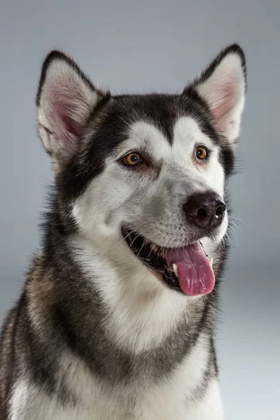 Retrato de husky siberiano sobre fondo gris —  Fotos de Stock