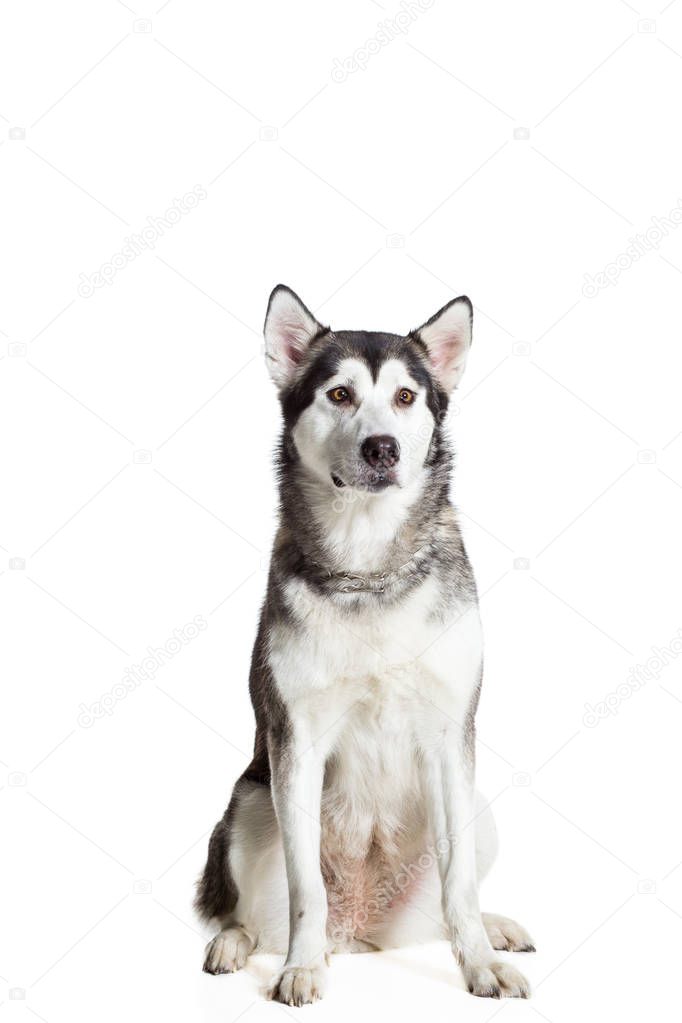 Alaskan Malamute sitting in front of the camera, isolated on white