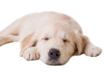 Beyaz bir arka plan üzerinde köpek yavrusu golden retriever