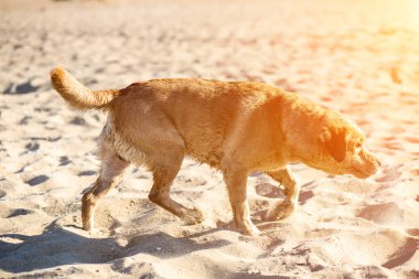 Labrador retriever köpek sahilde. Güneş parlaması