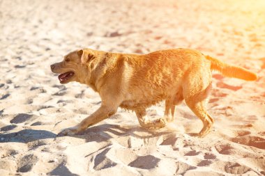 Labrador retriever köpek sahilde. Güneş parlaması